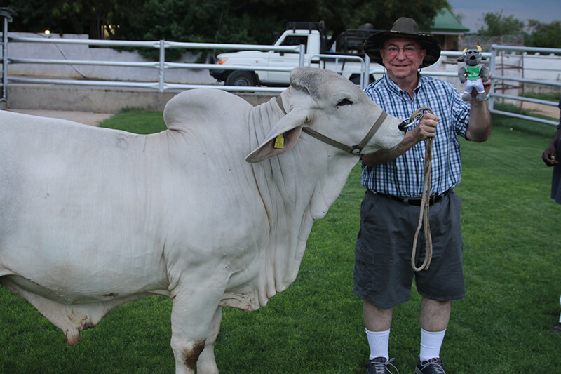 Mike Crew takes his plush Rocky on his travels around the world. One of his favorite “Where’s Rocky?” photos is USF’s contemporary mascot meeting a real-life version of his predecessor, the Brahman Bull.
