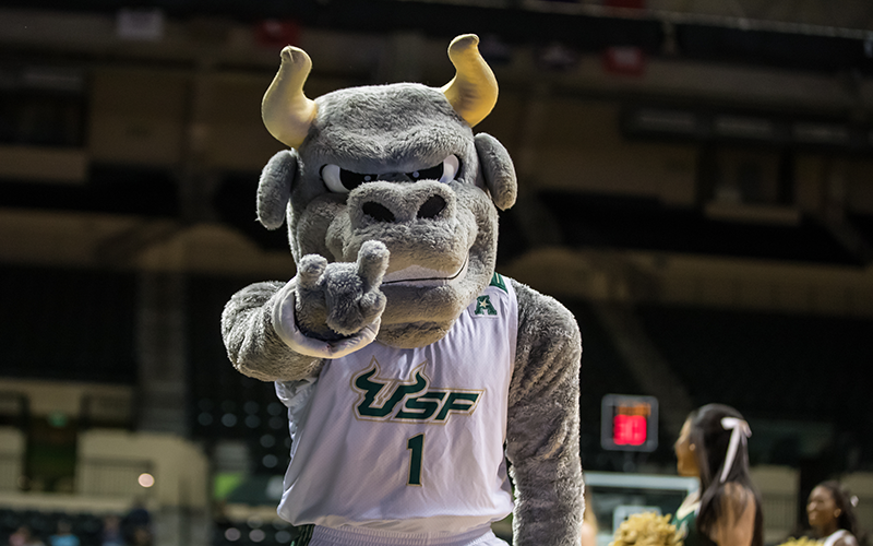 usf rocky the bull stuffed animal